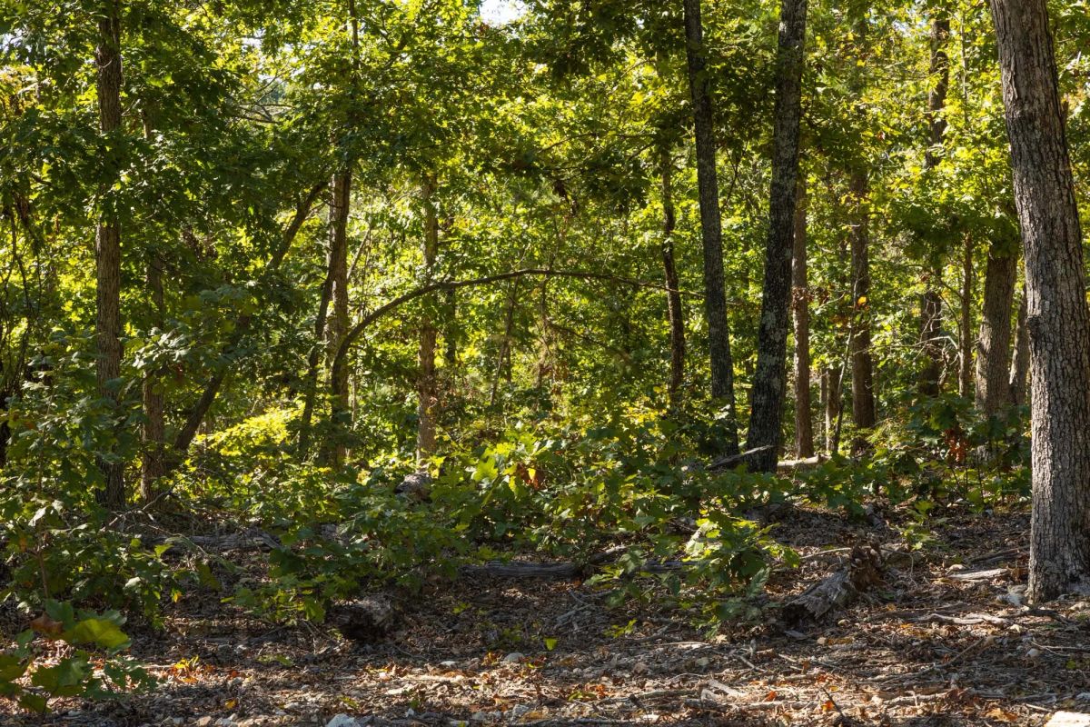 Decorative background for Fox Hollow Tract 6 image 10