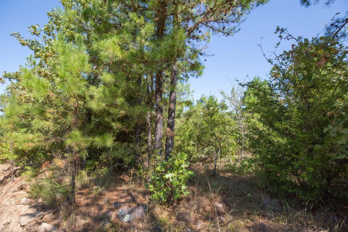 Decorative background for Stone Bridge Phase I Tract 72 image 7