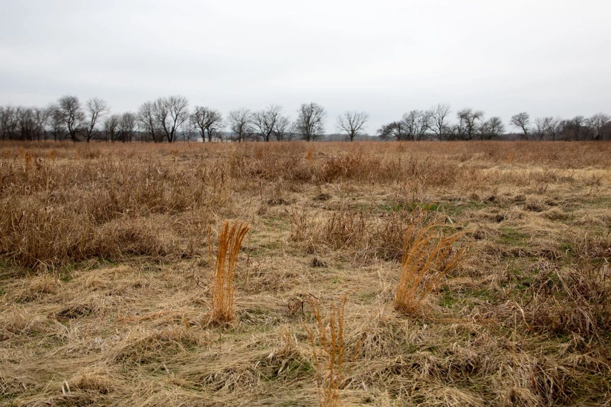 Decorative background for Canadian Plains Tract 24 image 5