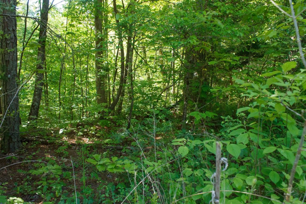 Riverbend Tract 30 - Image 3