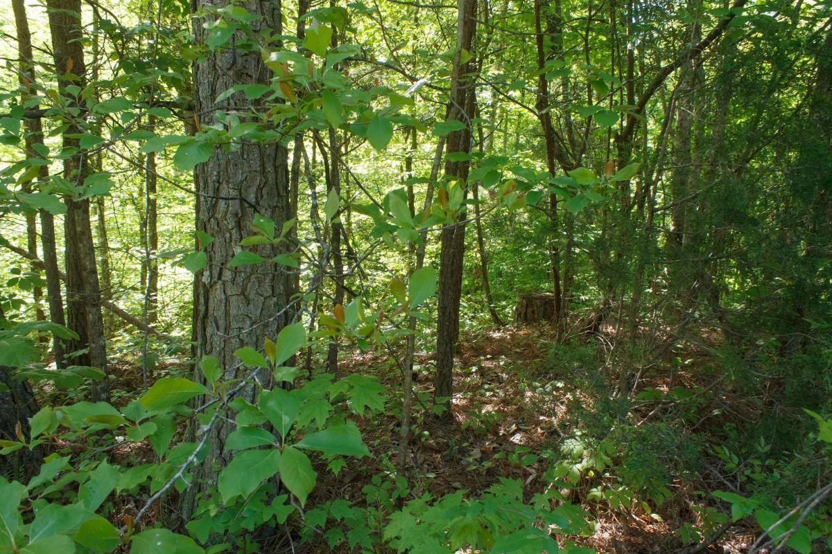 Decorative background for Riverbend Tract 30 image 6