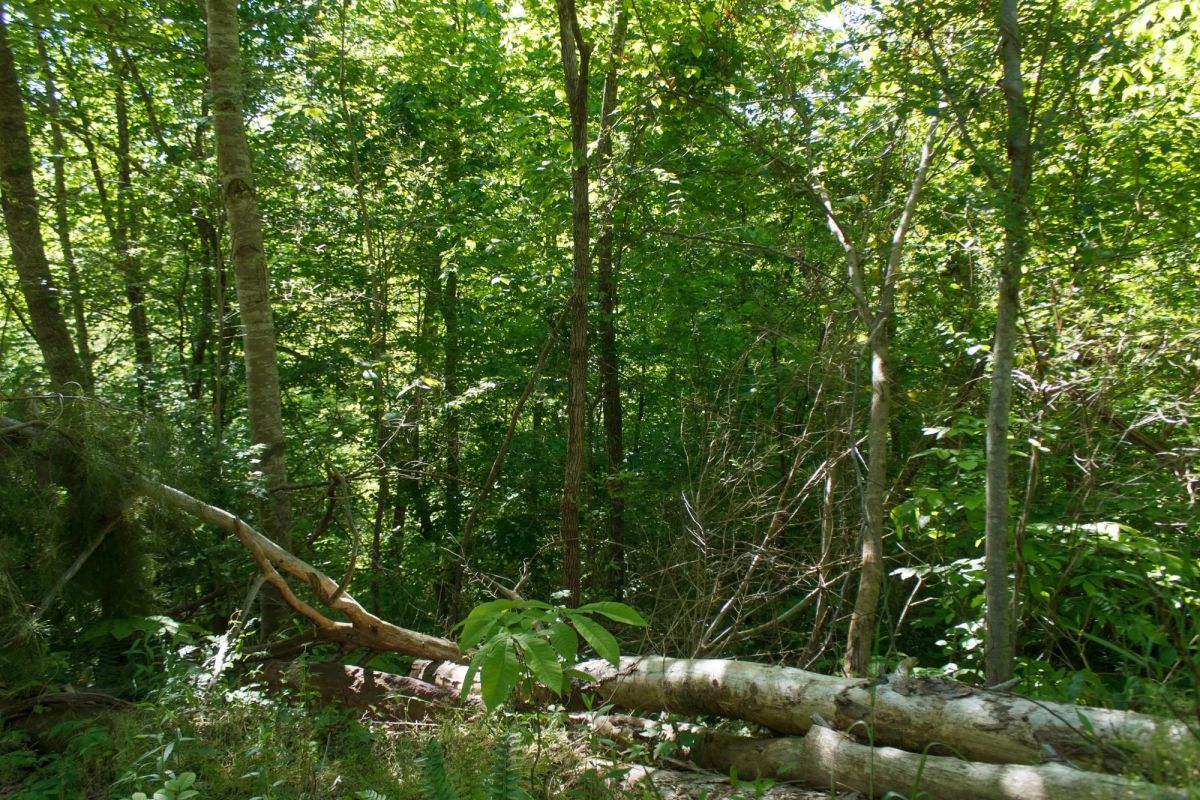 Decorative background for Riverbend Tract 30 image 8