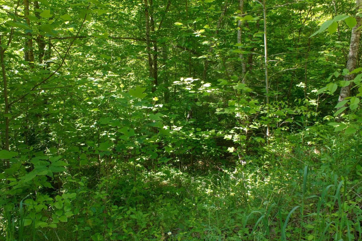 Decorative background for Riverbend Tract 30 image 10