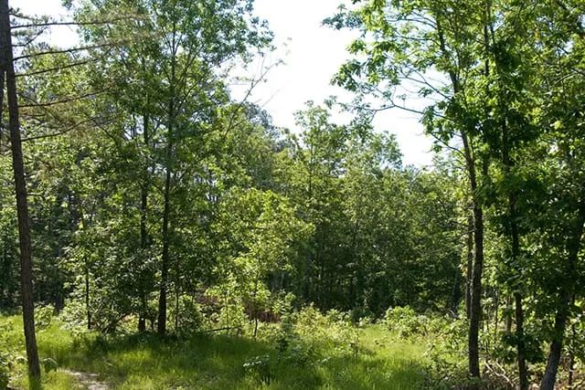 Blue Sky Ranch Tract 5 in Shannon County, MO