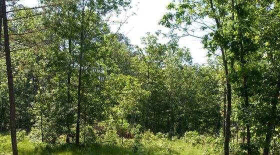 Blue Sky Ranch Tract 5 in Shannon County, MO