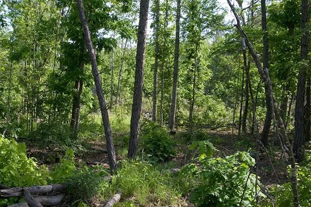 Decorative background for Blue Sky Ranch Tract 5 image 6