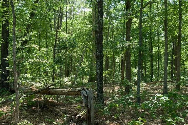 Decorative background for Blue Sky Ranch Tract 5 image 7