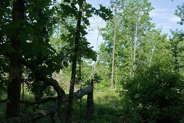 Decorative background for Blue Sky Ranch Tract 5 image 8