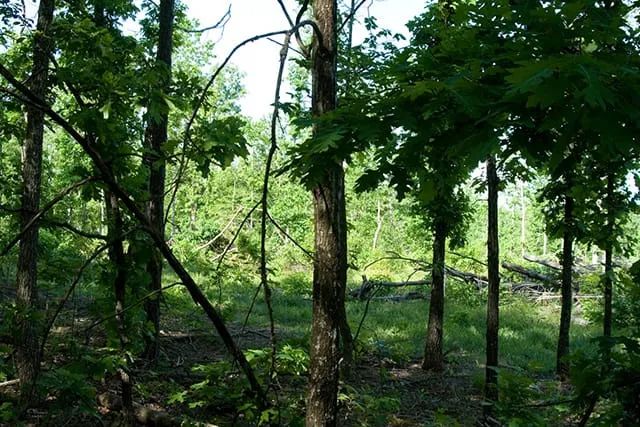 Decorative background for Blue Sky Ranch Tract 5 image 9