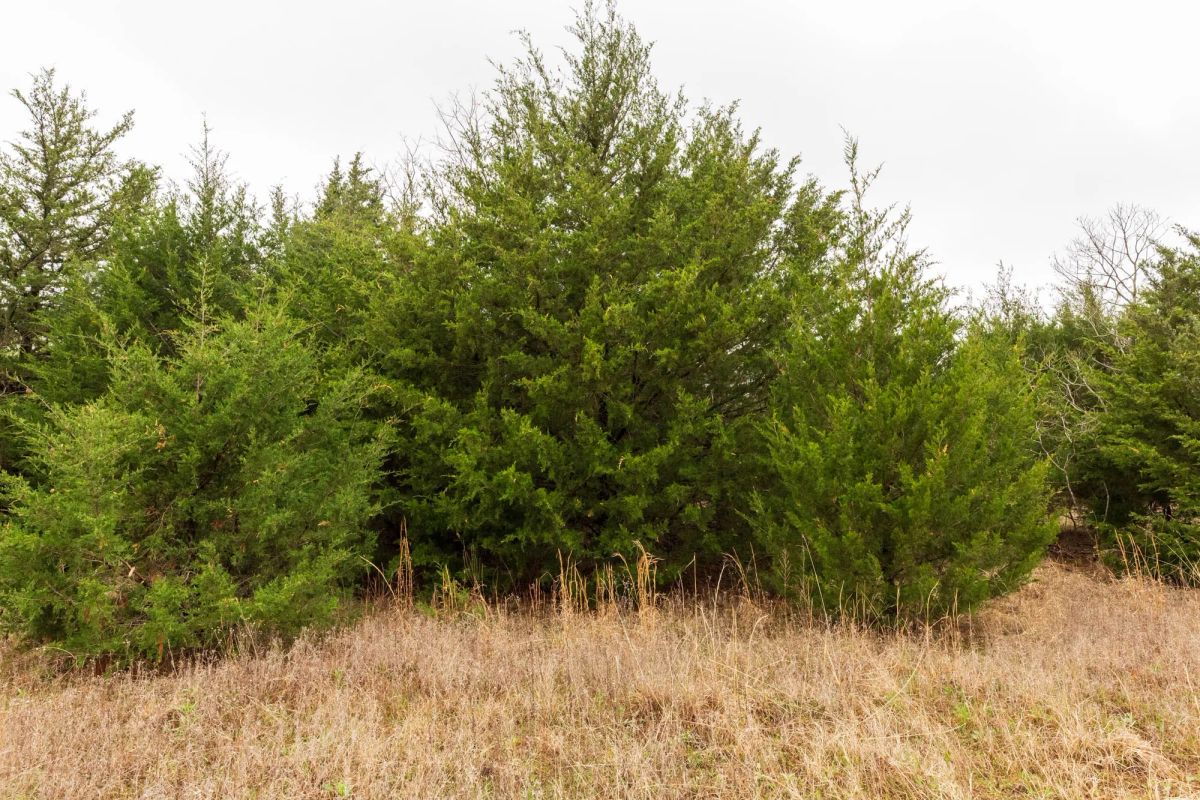 Decorative background for Moonrise Meadows Tract 4 image 5