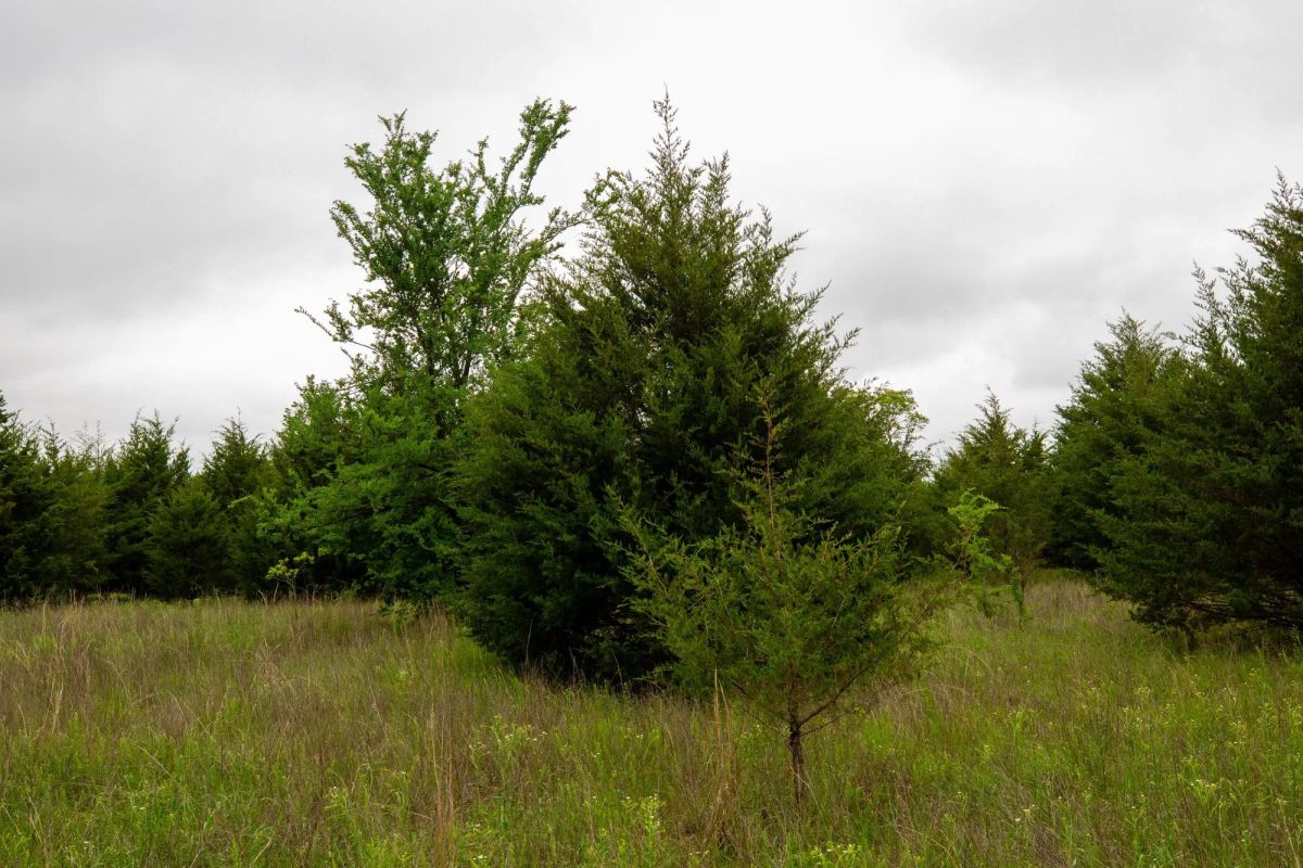 Decorative background for Moonrise Meadows Tract 4 image 7