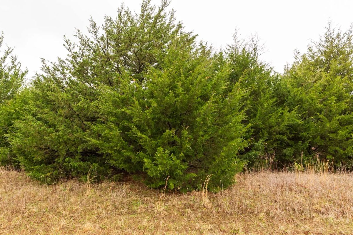 Decorative background for Moonrise Meadows Tract 4 image 9
