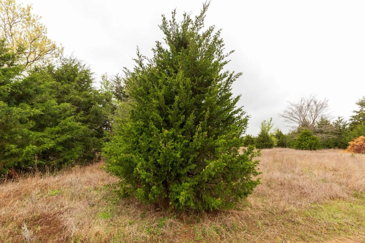 Decorative background for Moonrise Meadows Tract 4 image 10