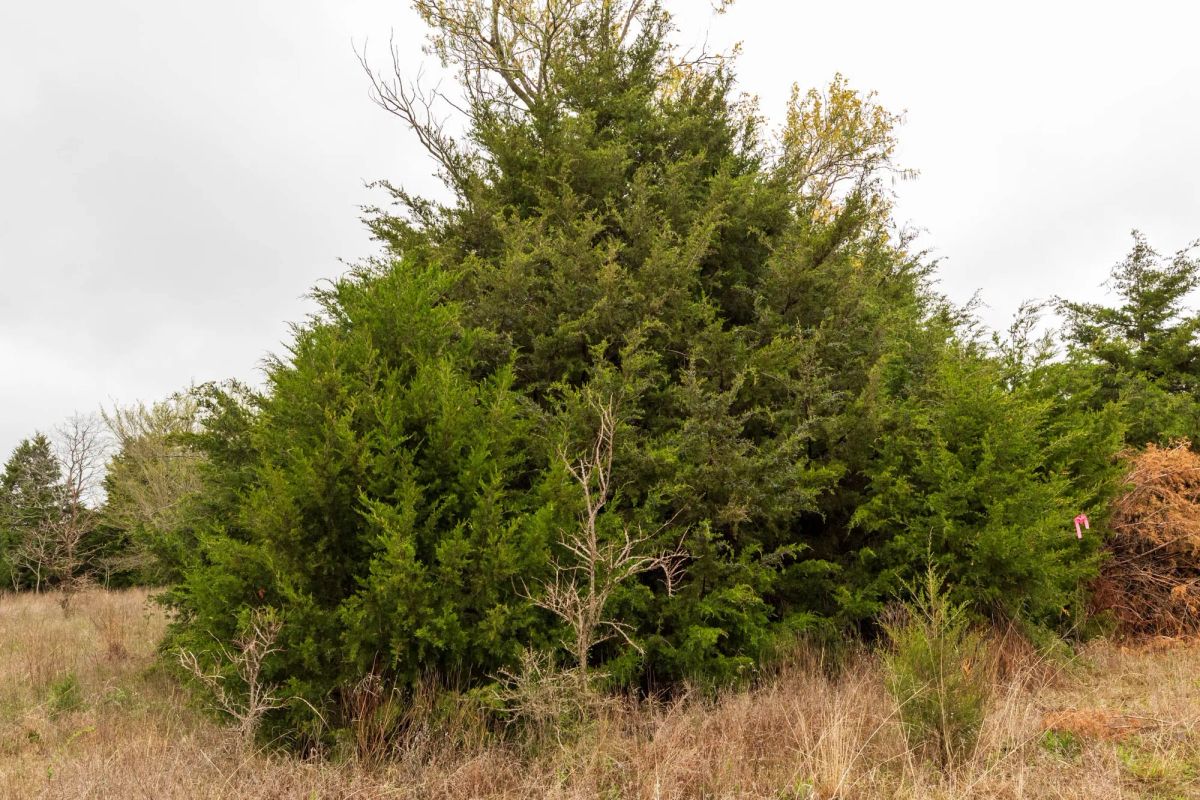 Decorative background for Moonrise Meadows Tract 4 image 11