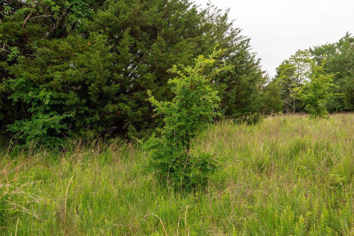 Decorative background for Moonrise Meadows Tract 4 image 12