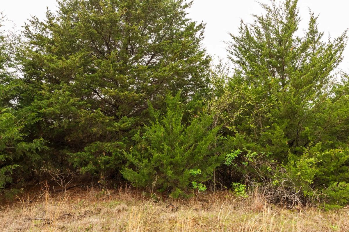 Decorative background for Moonrise Meadows Tract 4 image 13