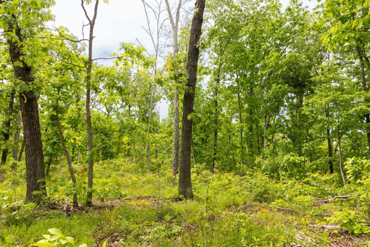 Decorative background for Stardust Estates Tract 27 image 5