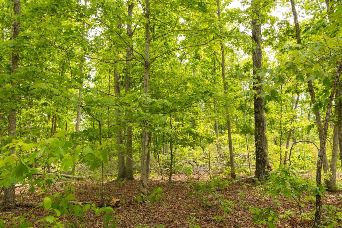 Decorative background for Stardust Estates Tract 27 image 7