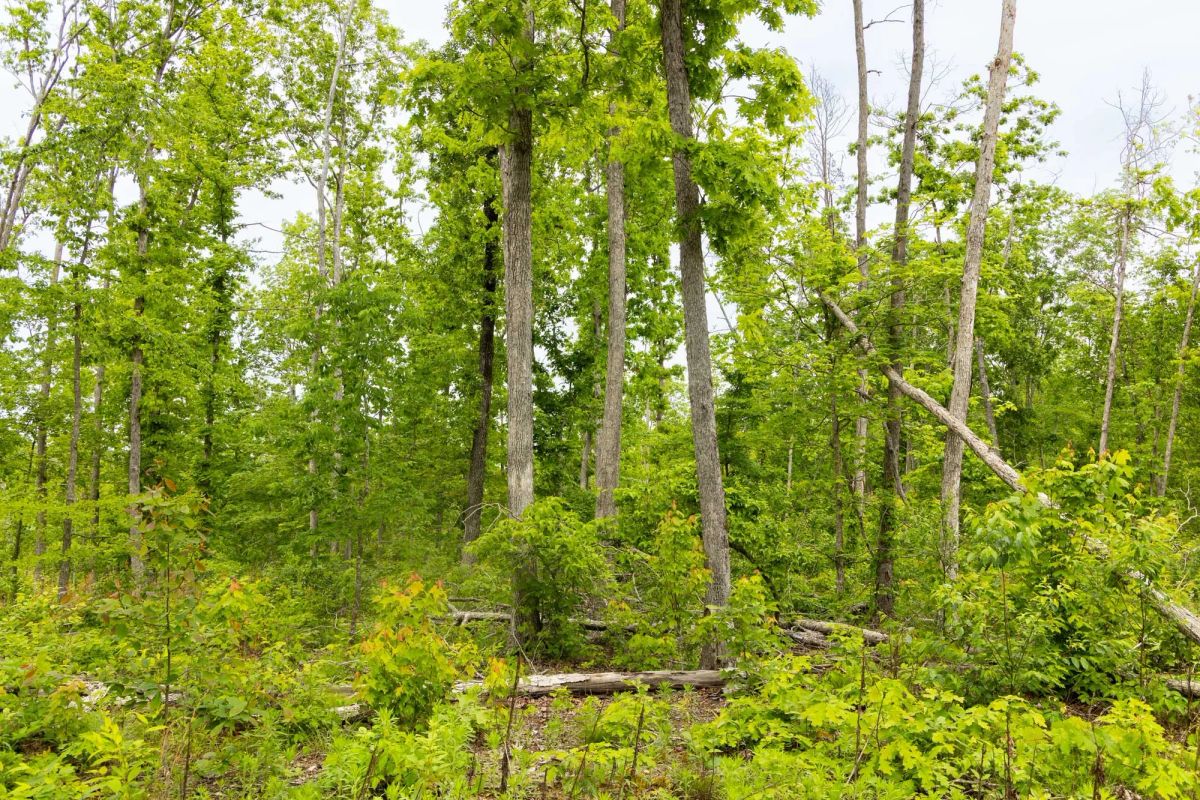 Decorative background for Stardust Estates Tract 27 image 8