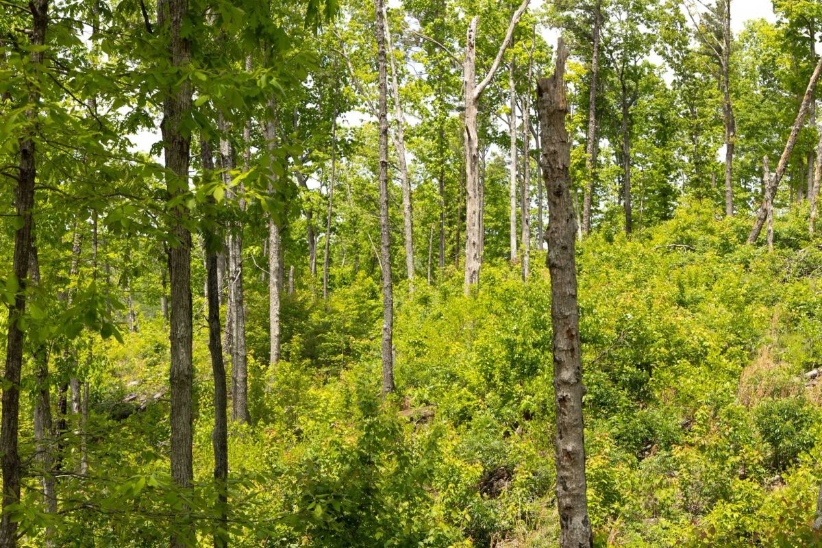 Decorative background for Stardust Estates Tract 27 image 9