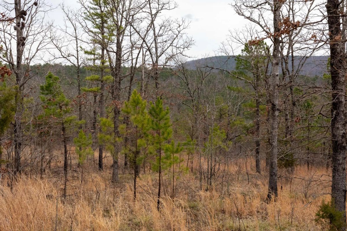 Decorative background for Stone Bridge Phase III Tract 201 image 8