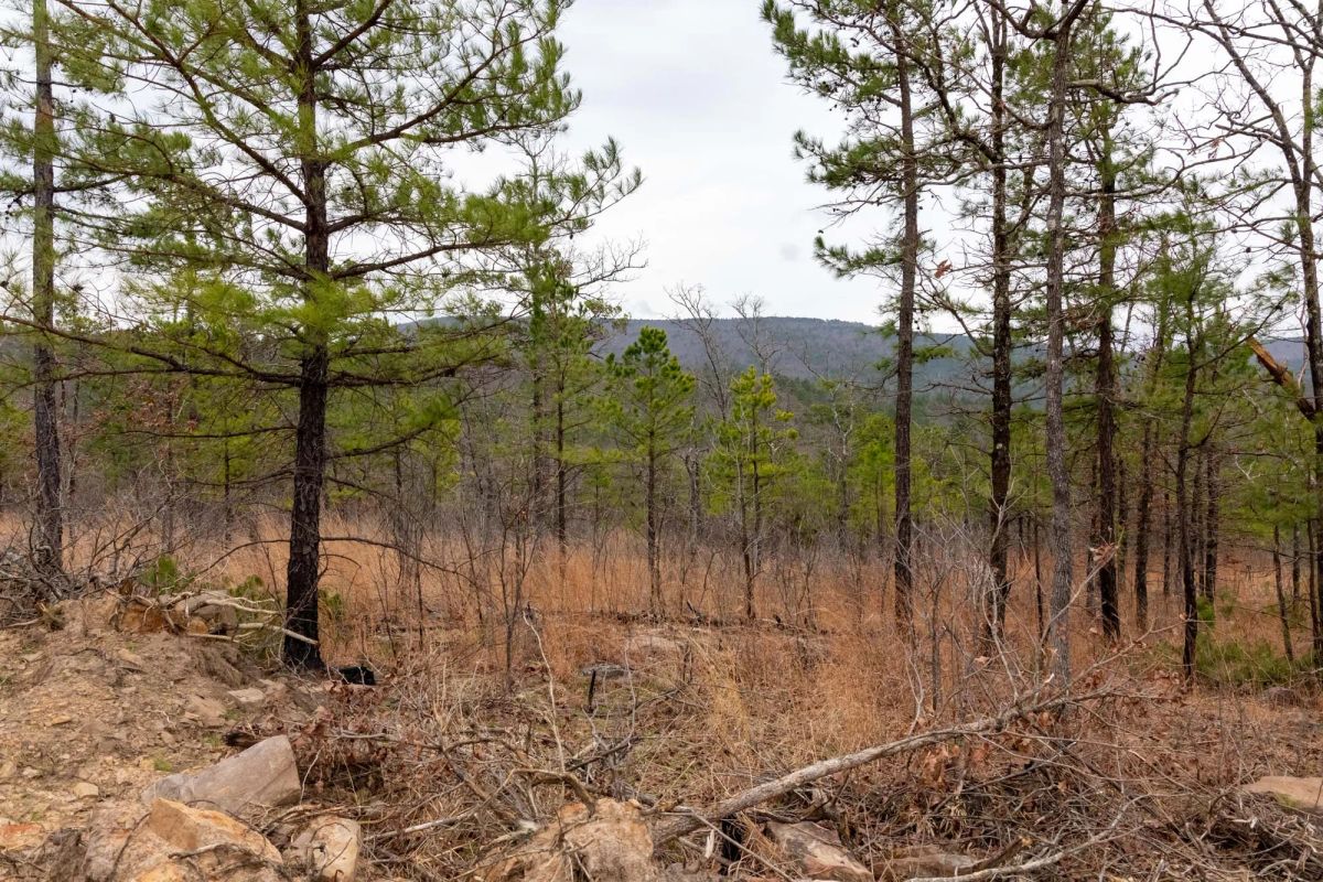 Decorative background for Stone Bridge Phase III Tract 201 image 10