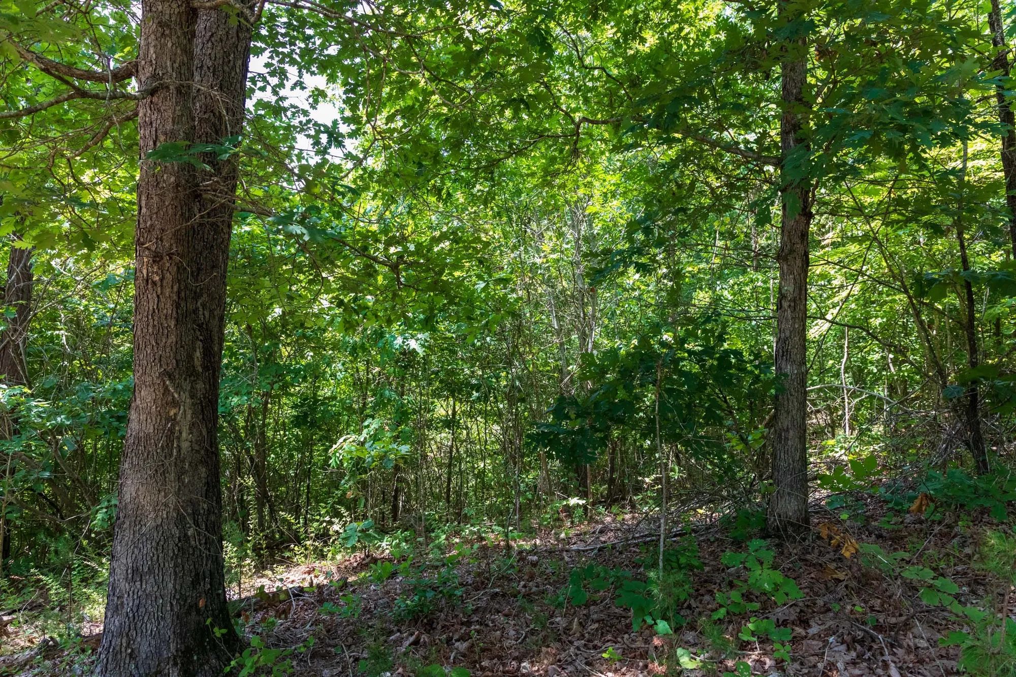 Cypress Ridge Tract 11 in Reynolds County, MO