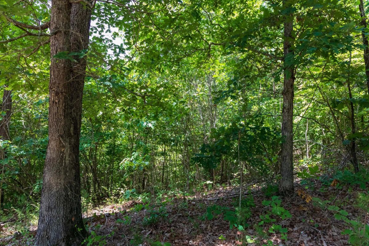 Cypress Ridge Tract 11 - Image 2