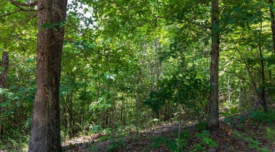 Cypress Ridge Tract 11 in Reynolds County, MO