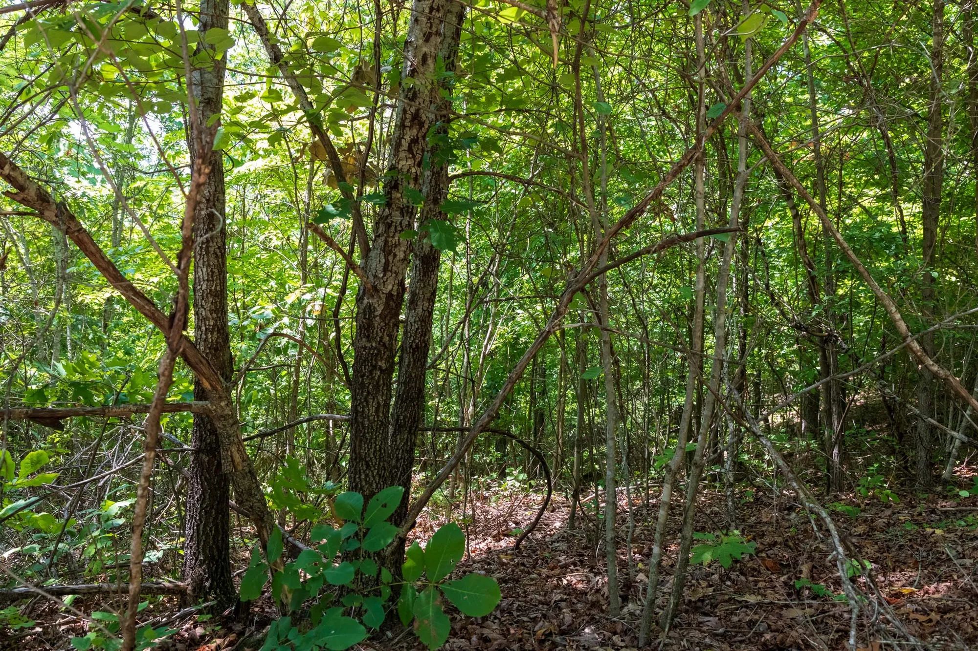 Cypress Ridge Tract 11 in Reynolds County, MO