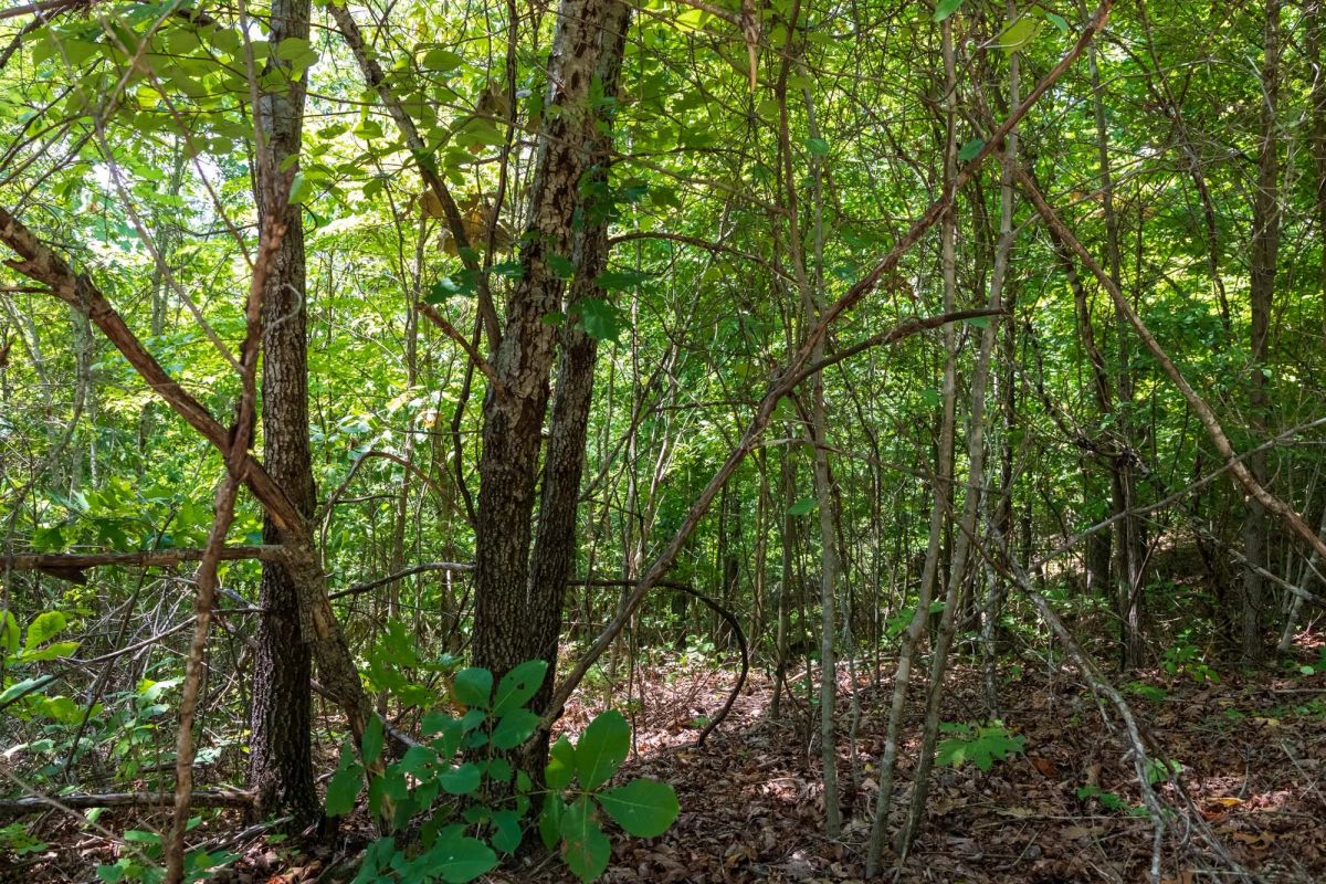 Cypress Ridge Tract 11 - Image 4