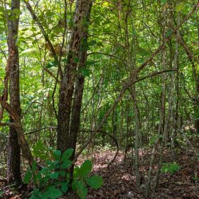 Cypress Ridge Tract 11 in Reynolds County, MO