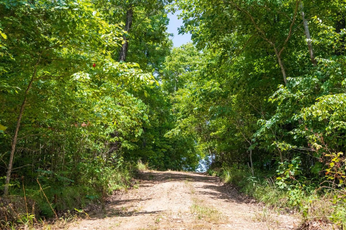 Decorative background for Cypress Ridge Tract 11 image 5