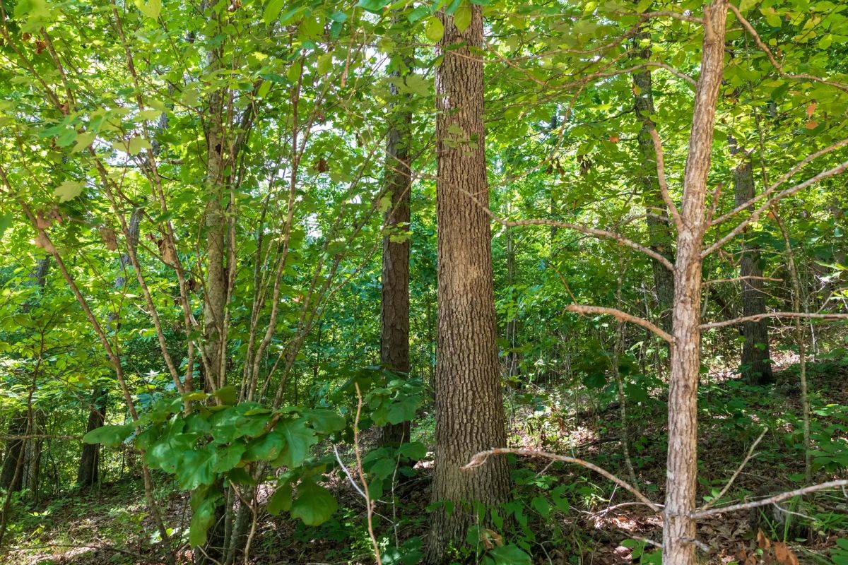 Decorative background for Cypress Ridge Tract 11 image 6