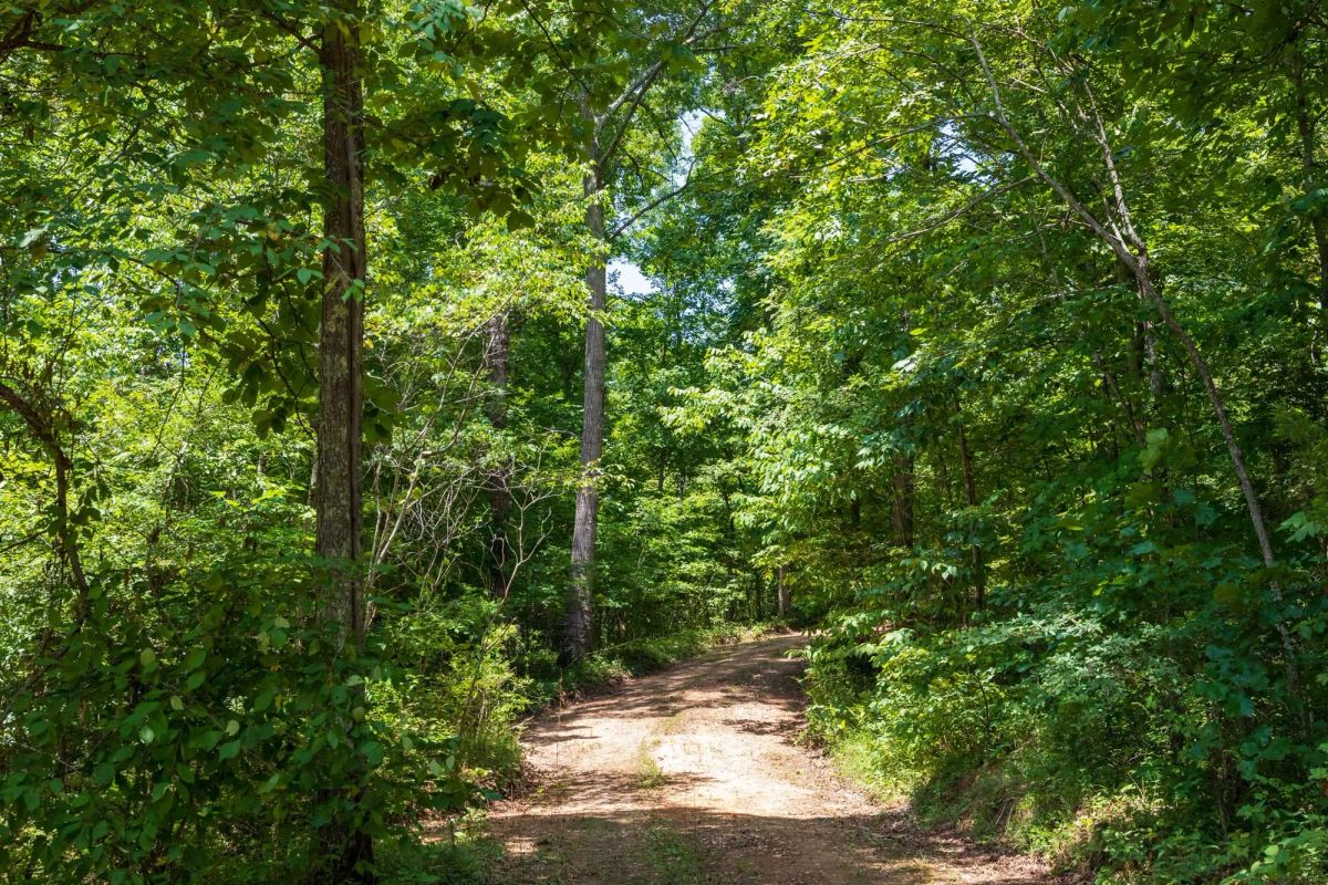 Decorative background for Cypress Ridge Tract 11 image 7