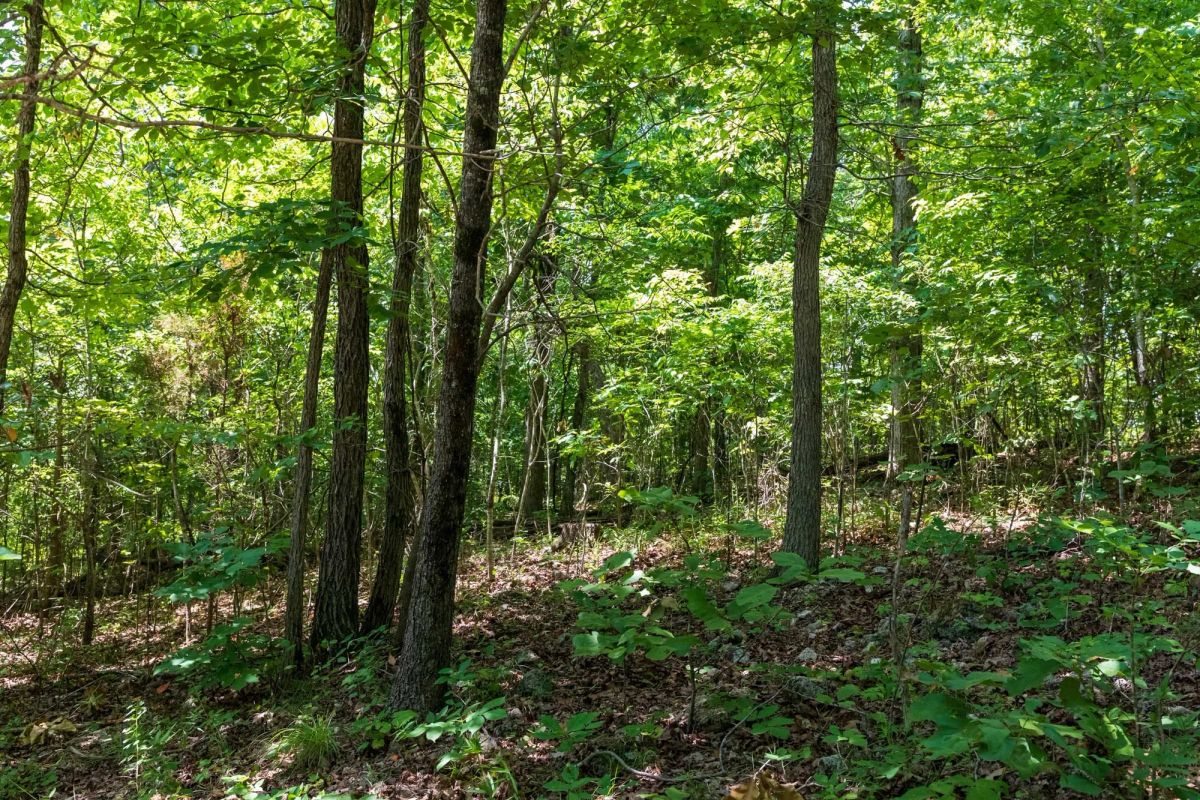 Decorative background for Cypress Ridge Tract 11 image 8