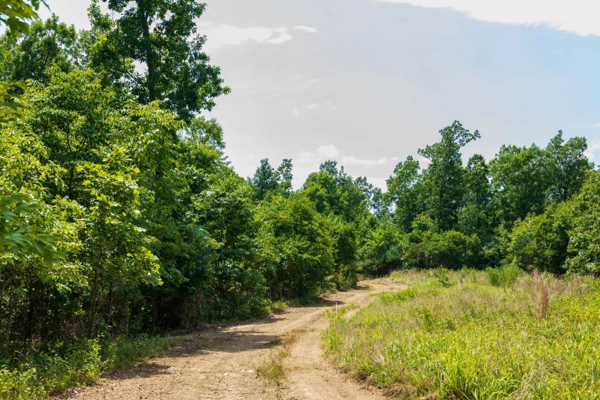 Decorative background for Cypress Ridge Tract 11 image 9