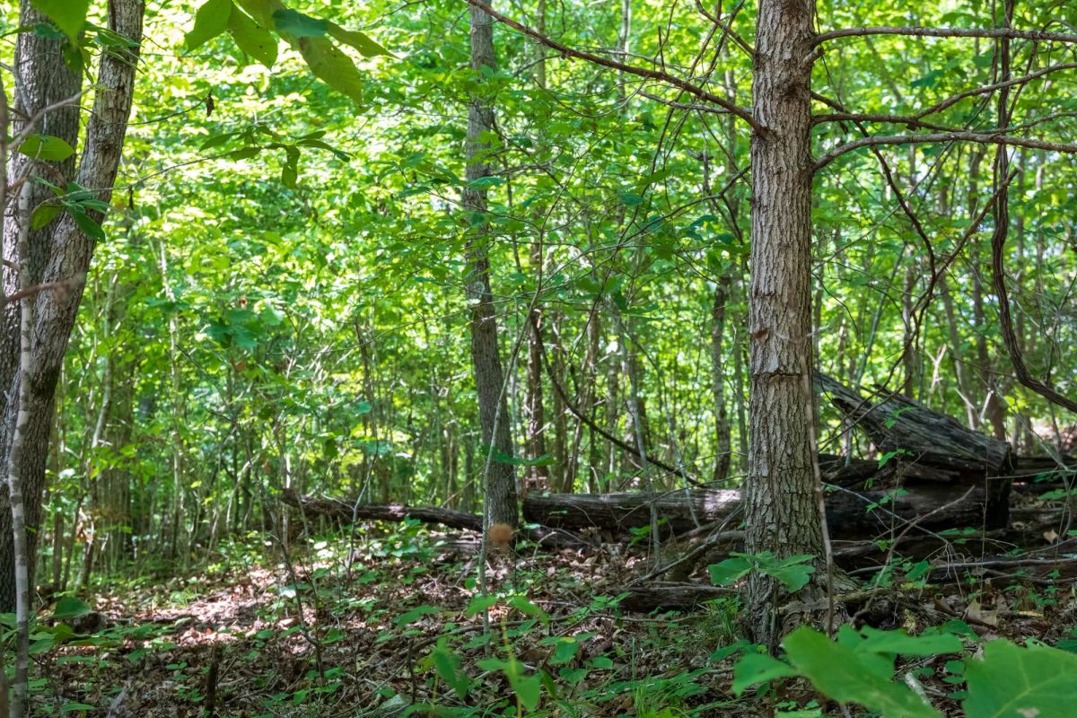 Decorative background for Cypress Ridge Tract 11 image 10