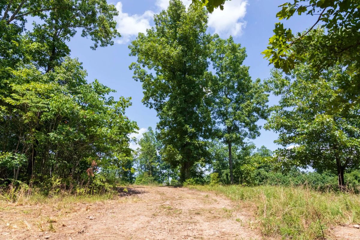 Decorative background for Cypress Ridge Tract 11 image 11