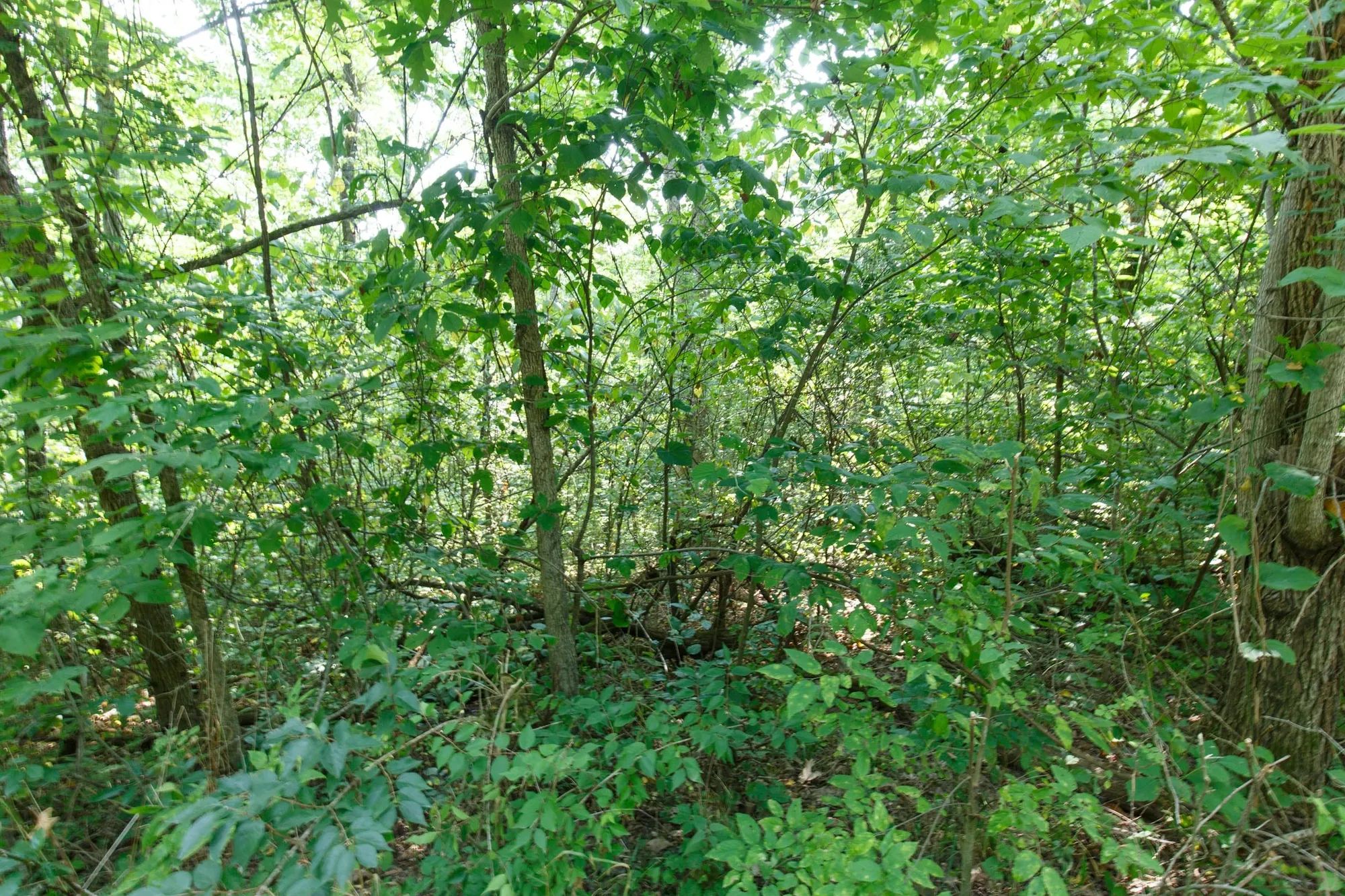 Spring Lake Plat 4 Tract 37 in Miller County, MO