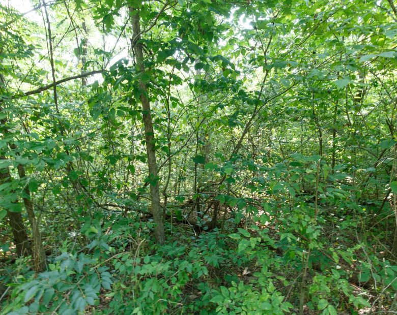 Spring Lake Plat 4 Tract 37 in Miller County, MO