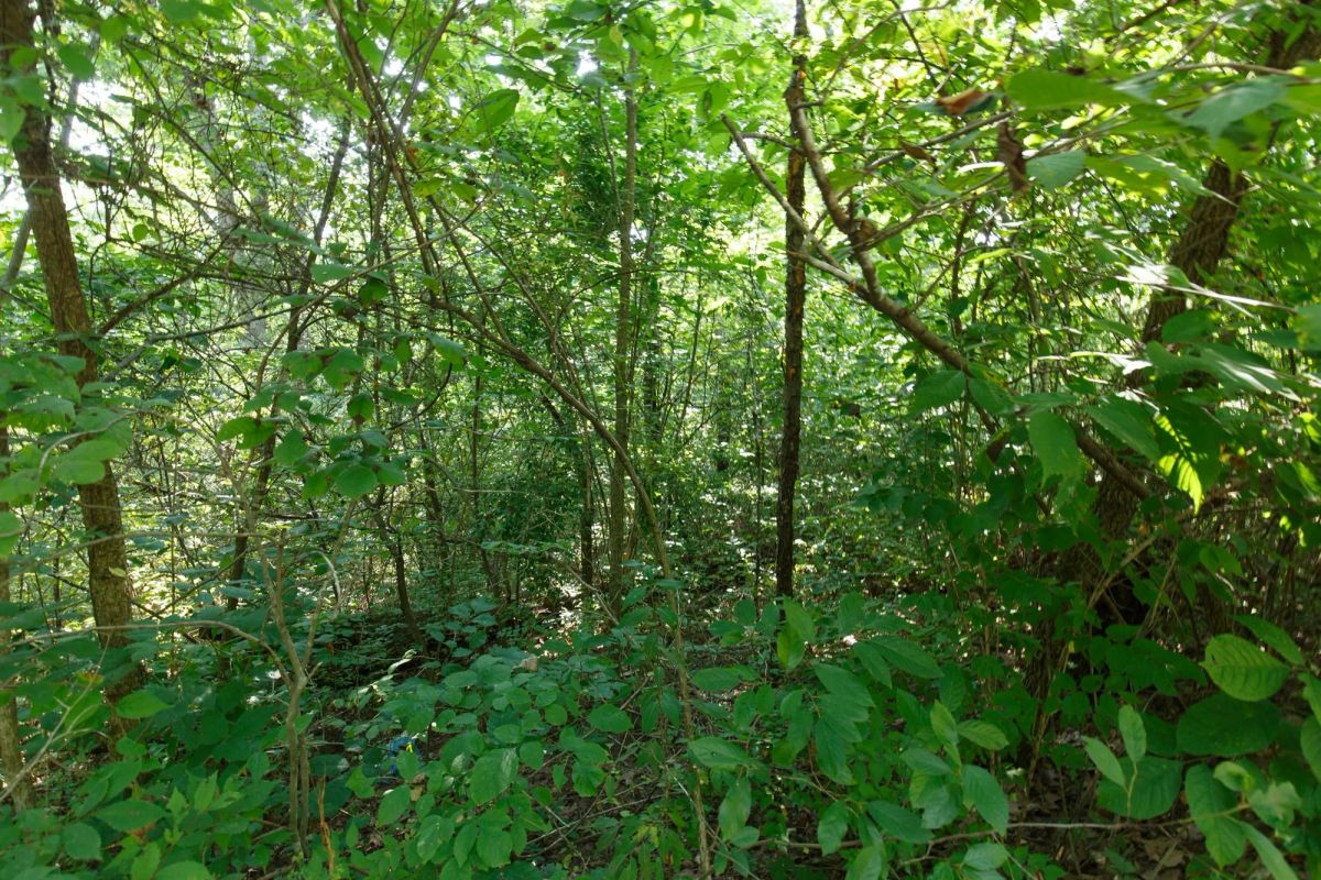 Spring Lake Plat 4 Tract 37 - Image 3