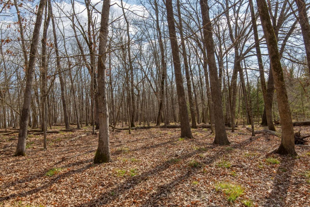 Decorative background for Wishing Star Ranch Tract 67 image 6