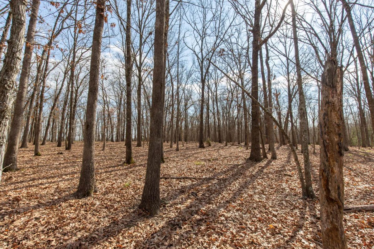 Decorative background for Wishing Star Ranch Tract 67 image 9