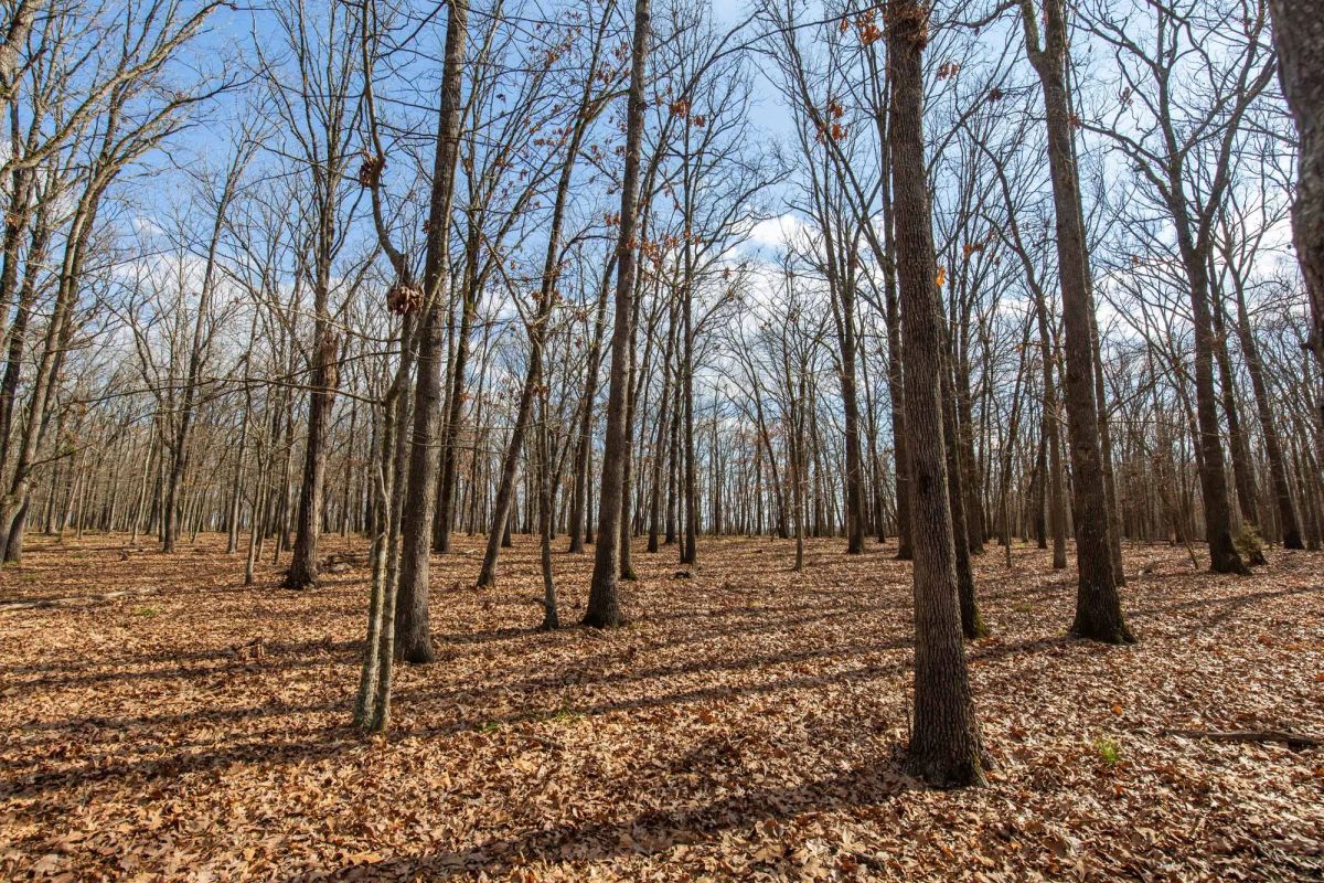 Decorative background for Wishing Star Ranch Tract 67 image 10
