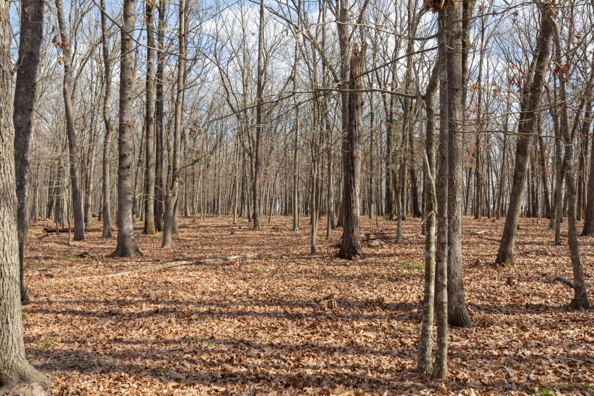 Decorative background for Wishing Star Ranch Tract 67 image 11
