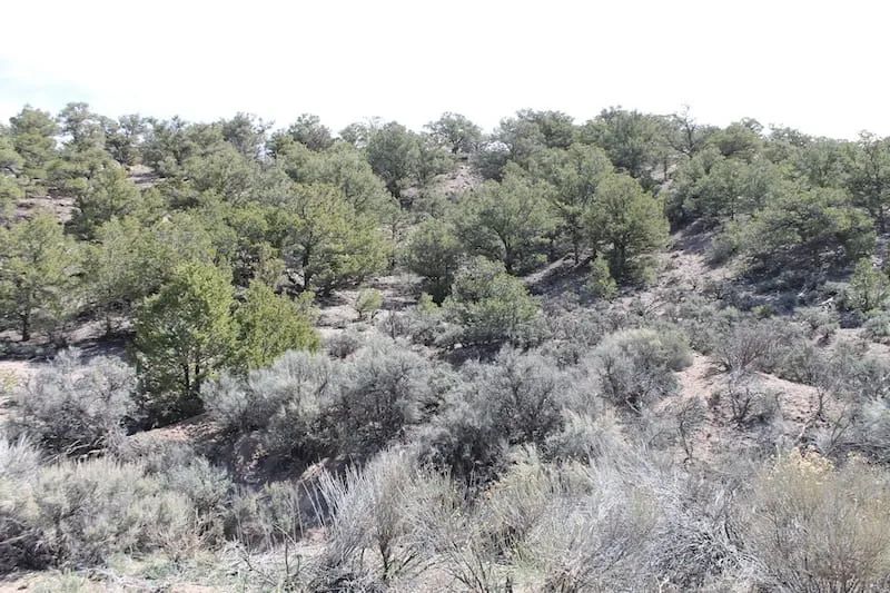 Decorative background for Sangre de Cristo Ranches Tract 4101 image 10
