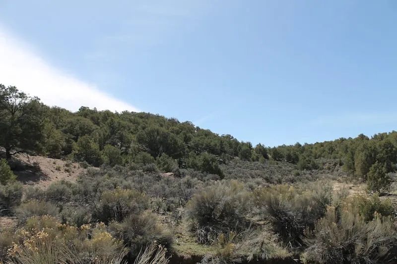 Decorative background for Sangre de Cristo Ranches Tract 4101 image 11