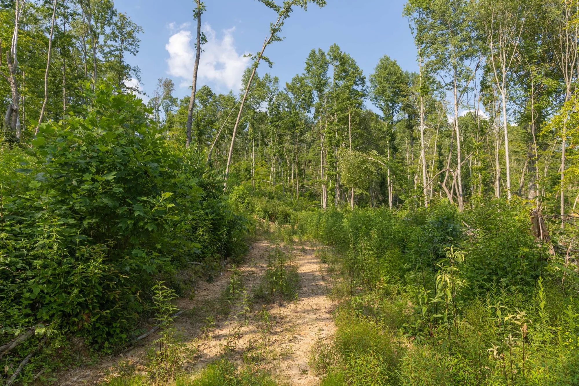 Creek Hollow Phase II Tract 82 in Rockcastle County, KY