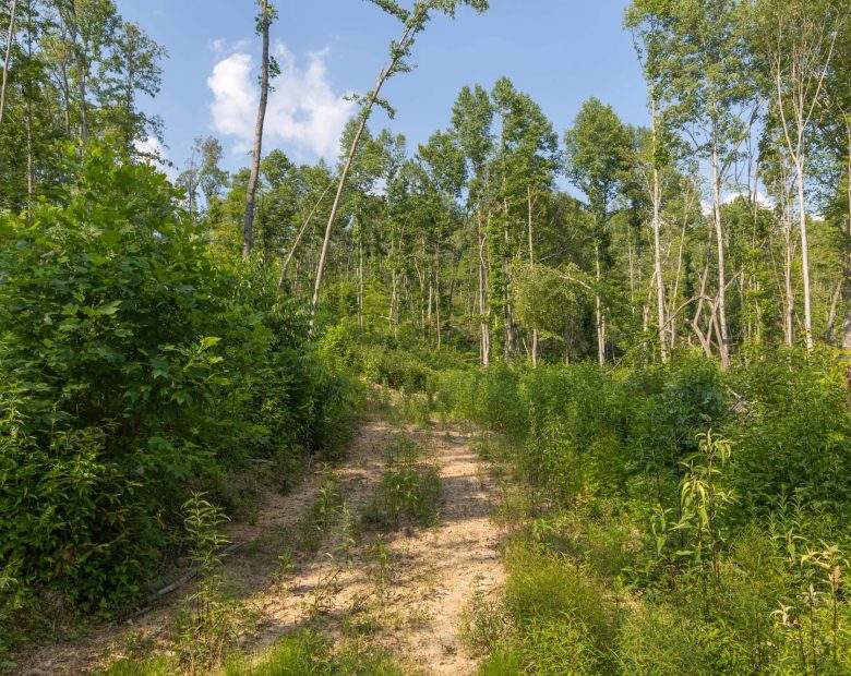 Creek Hollow Phase II Tract 82 in Rockcastle County, KY